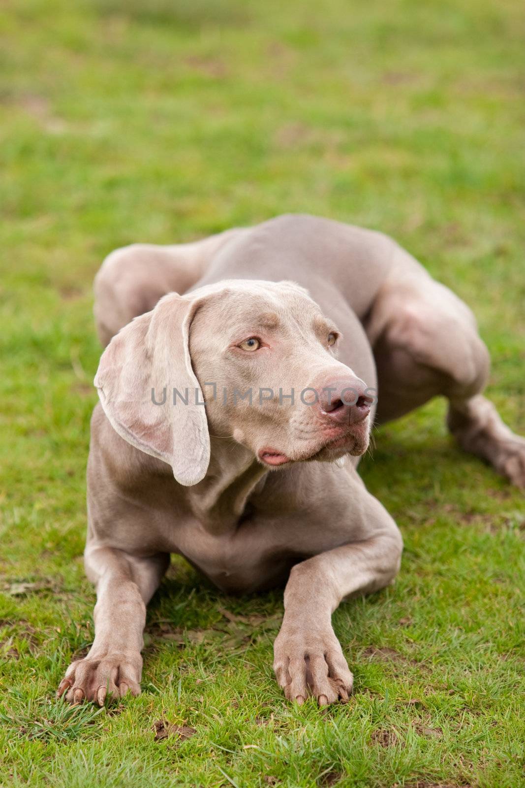 A young weimaraner lays on the ground ready and waiting.