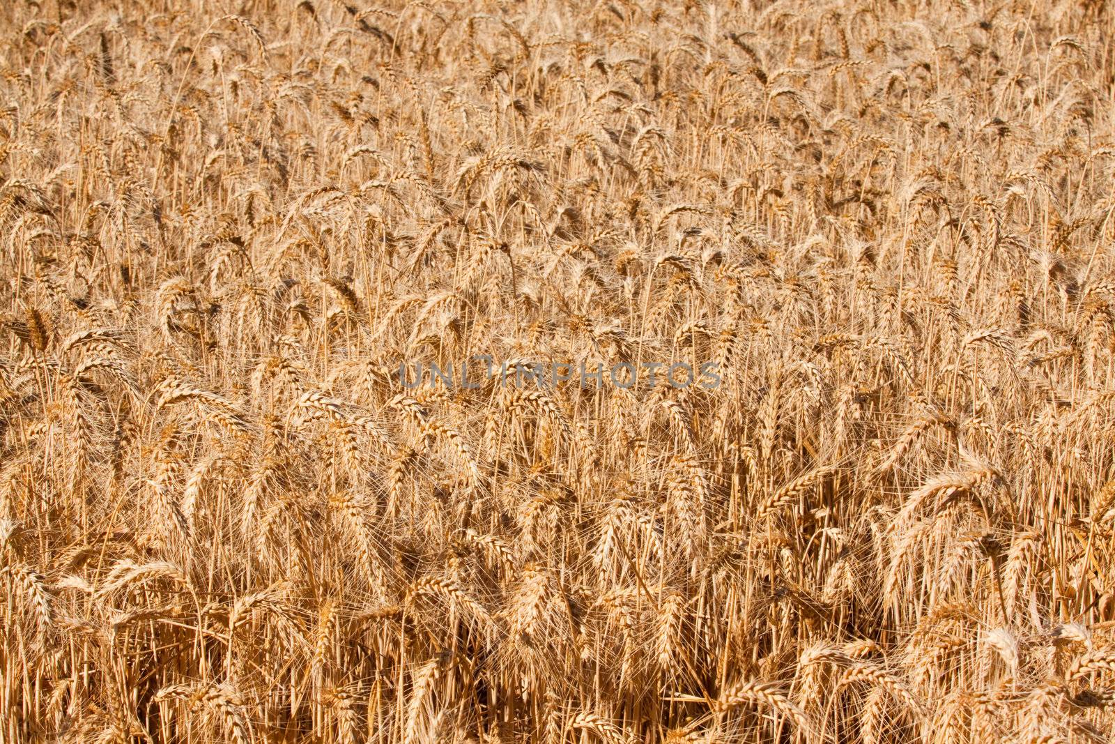 Abstract detail of wheat in a field.