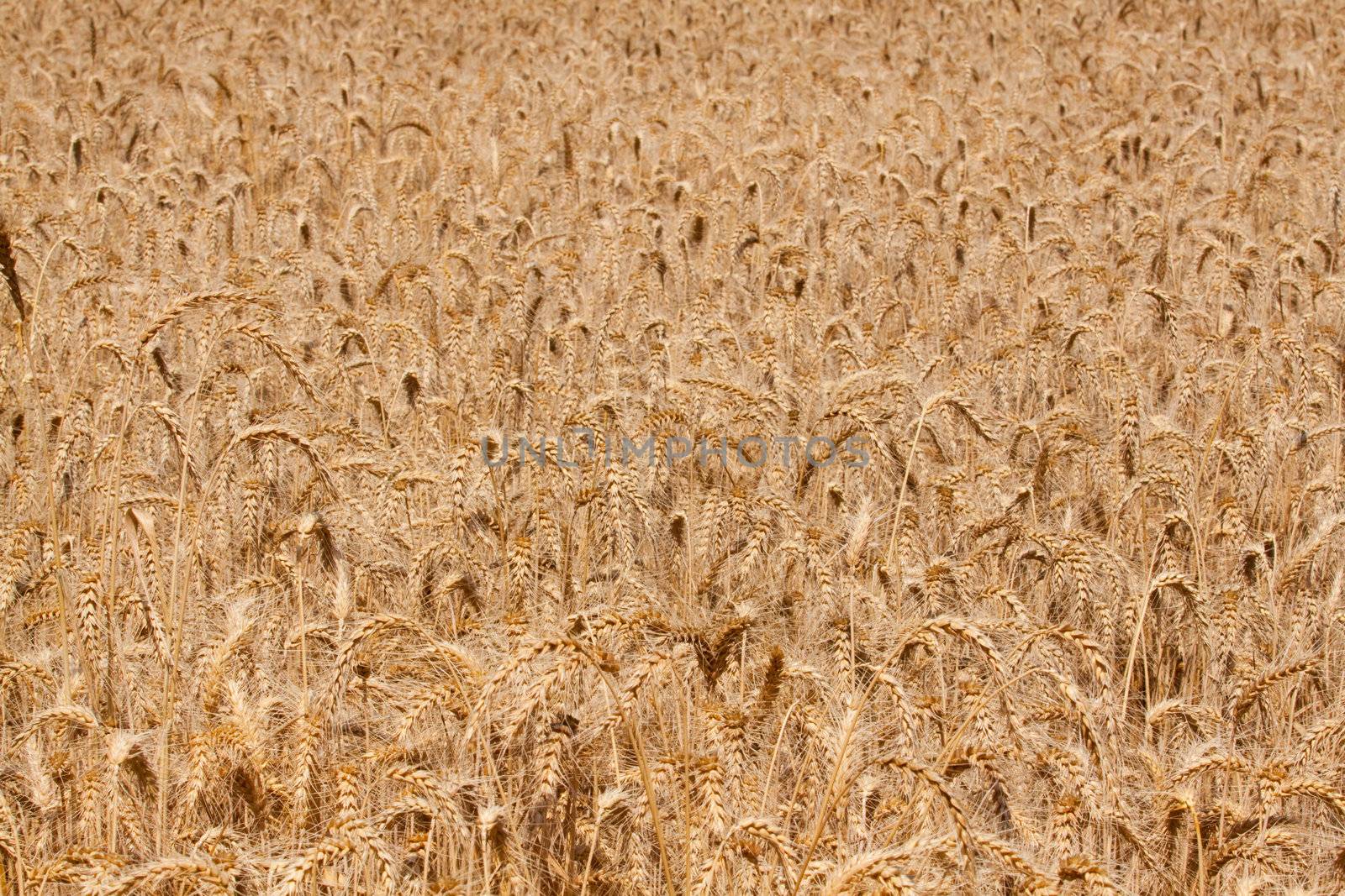 A closeup shot of a wheat field ready to be harvested.
