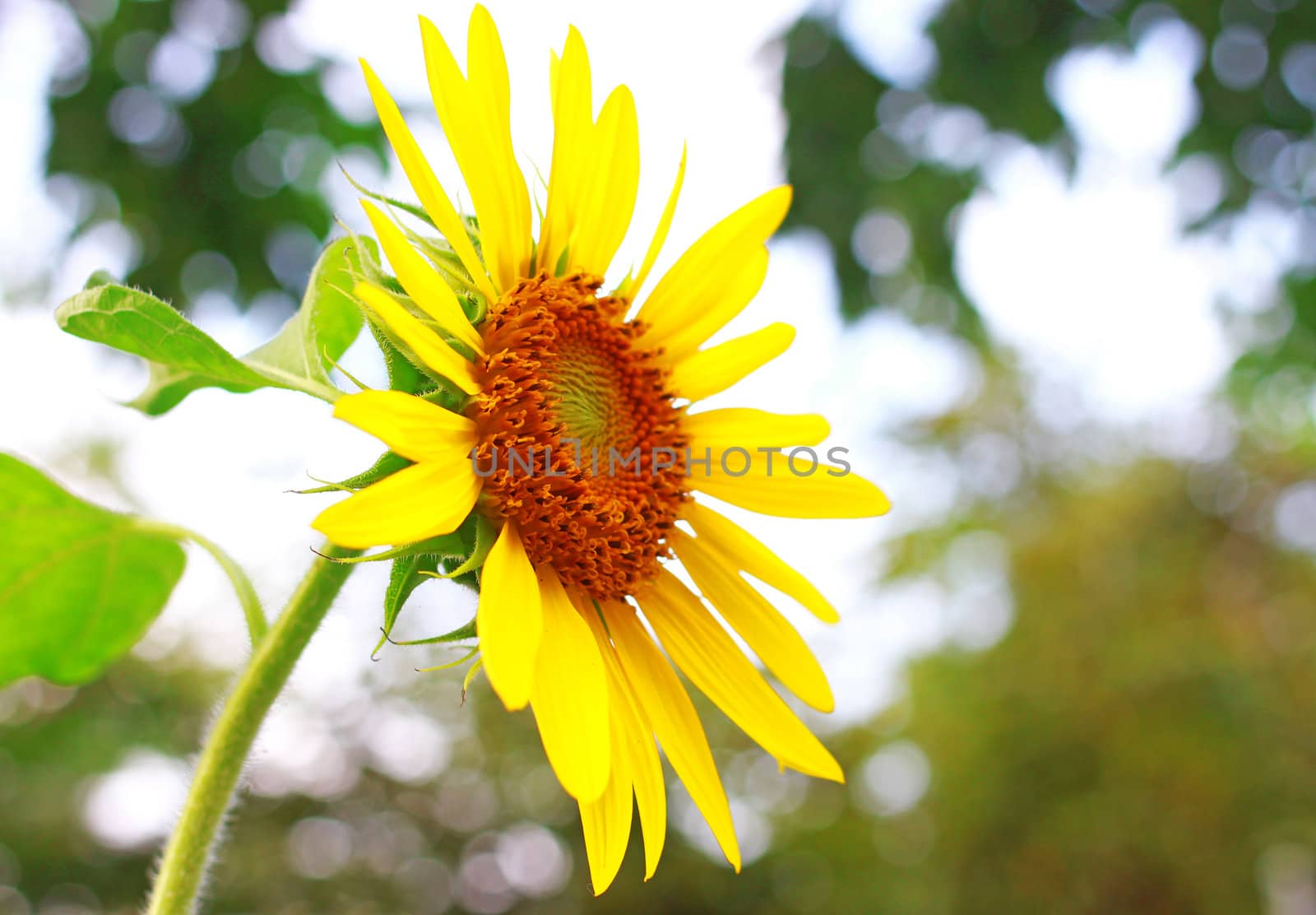 Close-up of sun flower by nuchylee