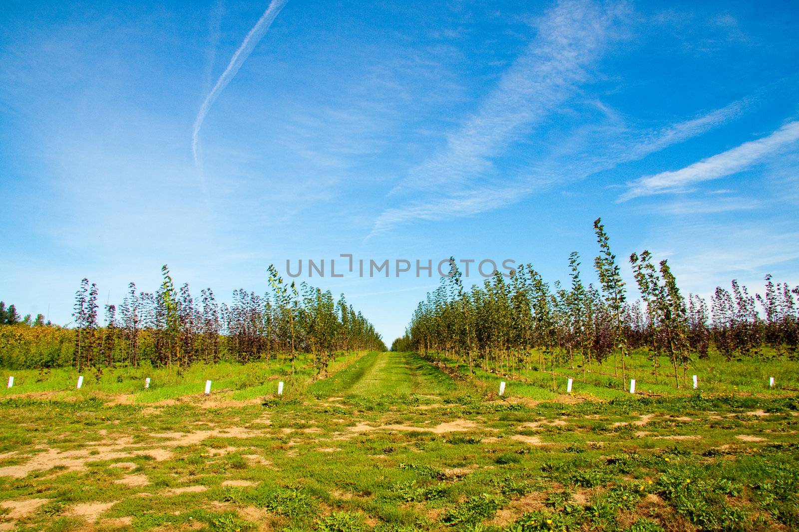 Trees are grown in lines and rows at a rural tree farm nursery in Oregon.