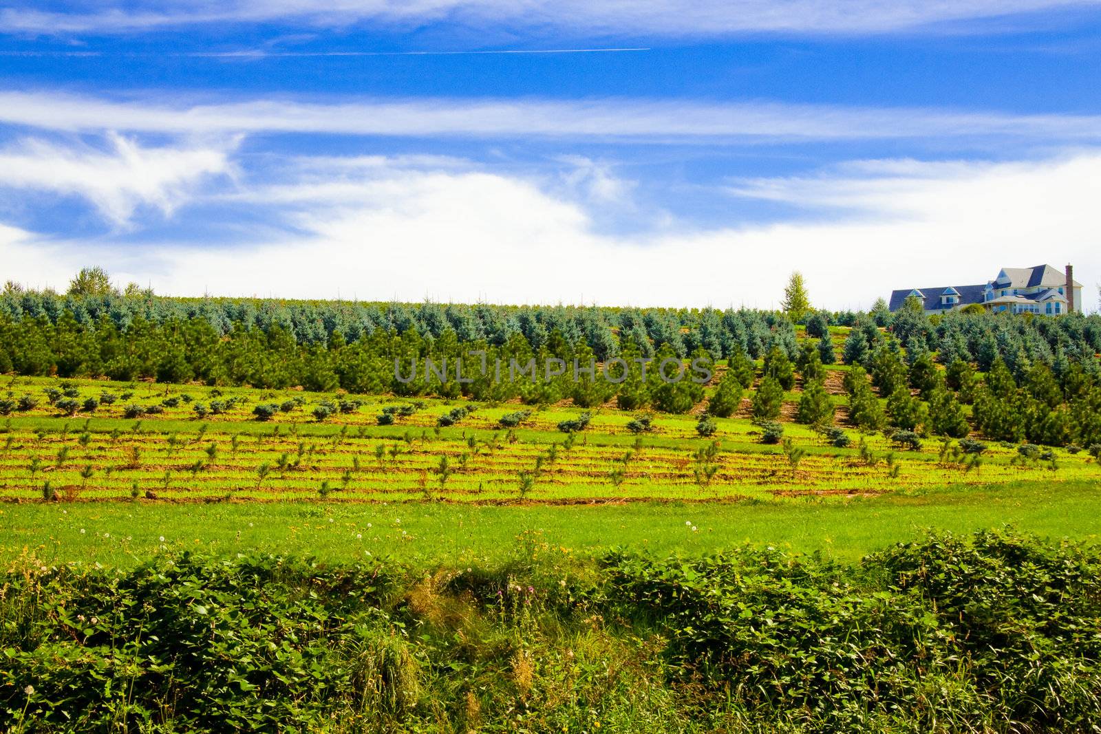 Rural Tree Ranch by joshuaraineyphotography