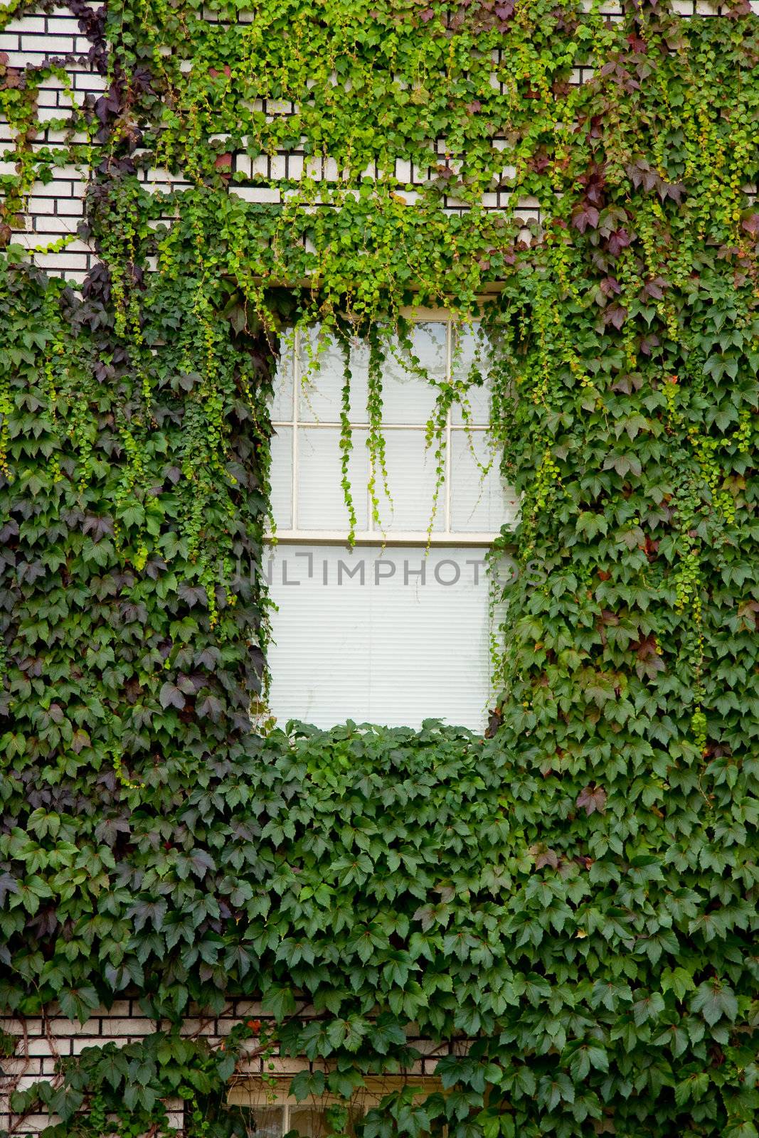 Ivy covers a building and a window in downtown portland oregon.