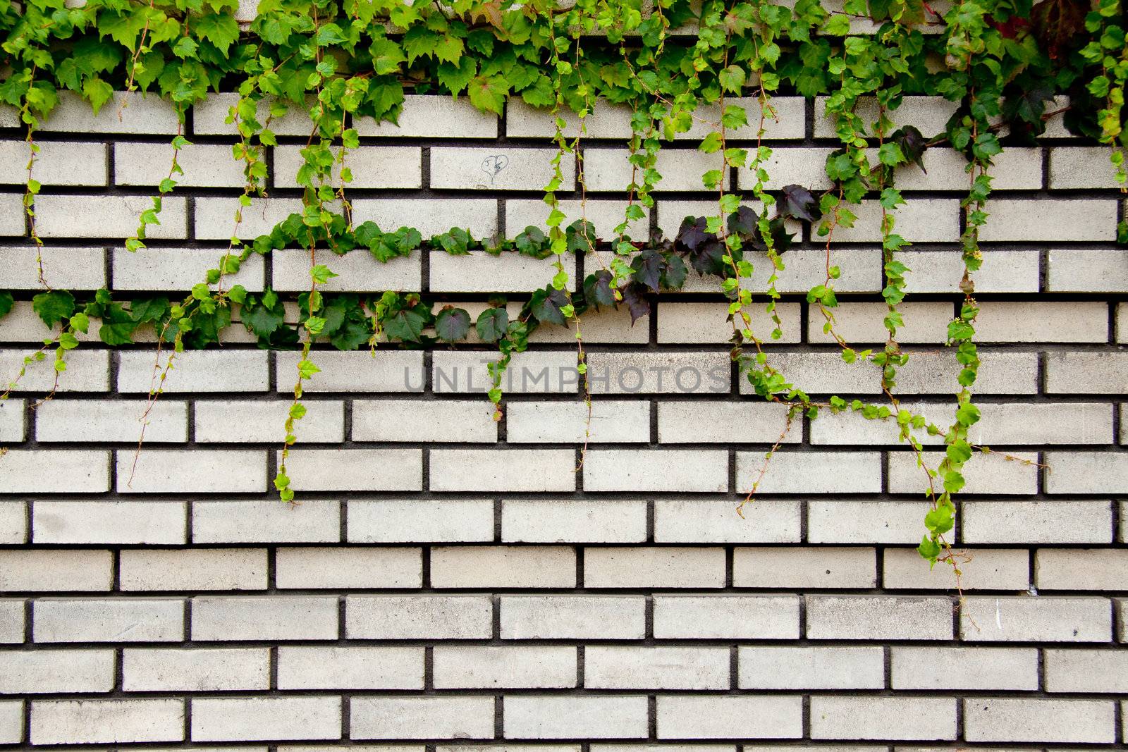 Ivy creeps down a brick wall to create a unique and interesting texture background image perfect for a layout or use with text.
