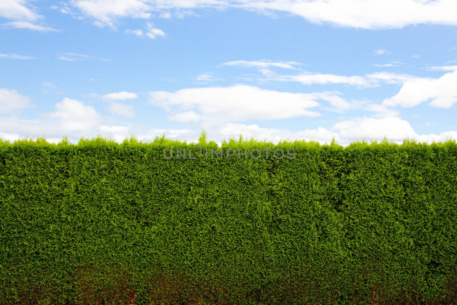 A green hedge and blue sky with clouds forms a unique and interesting abstract image that is very simple and perfect for design usage such as background image or room for text and copy space.