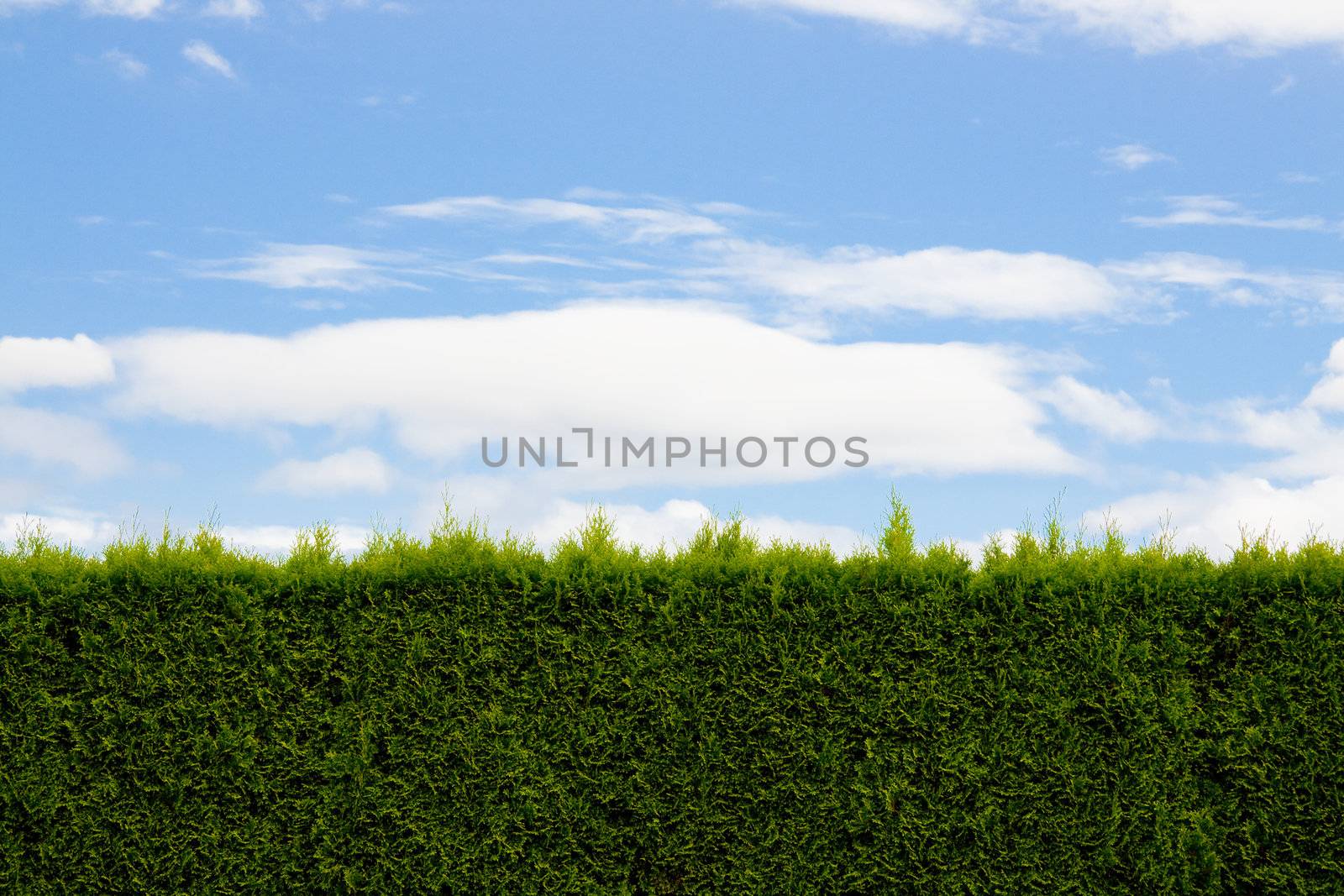 Hedge and Sky by joshuaraineyphotography
