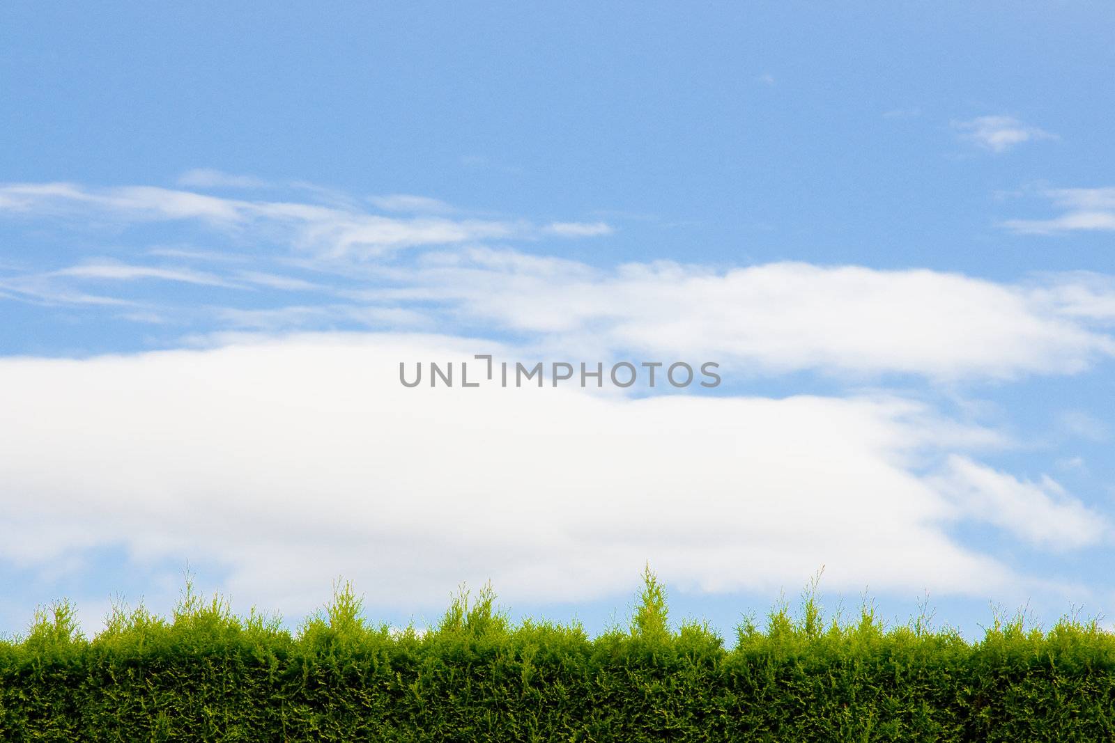 Sky with Green Hedge by joshuaraineyphotography