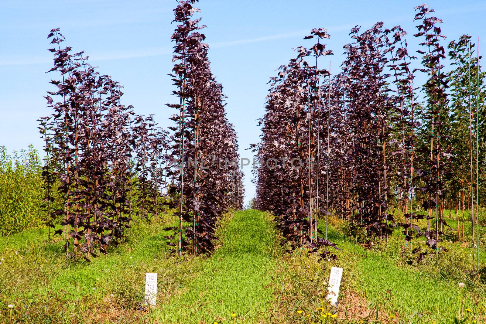 Trees grown in lines at a farm in Oregon.