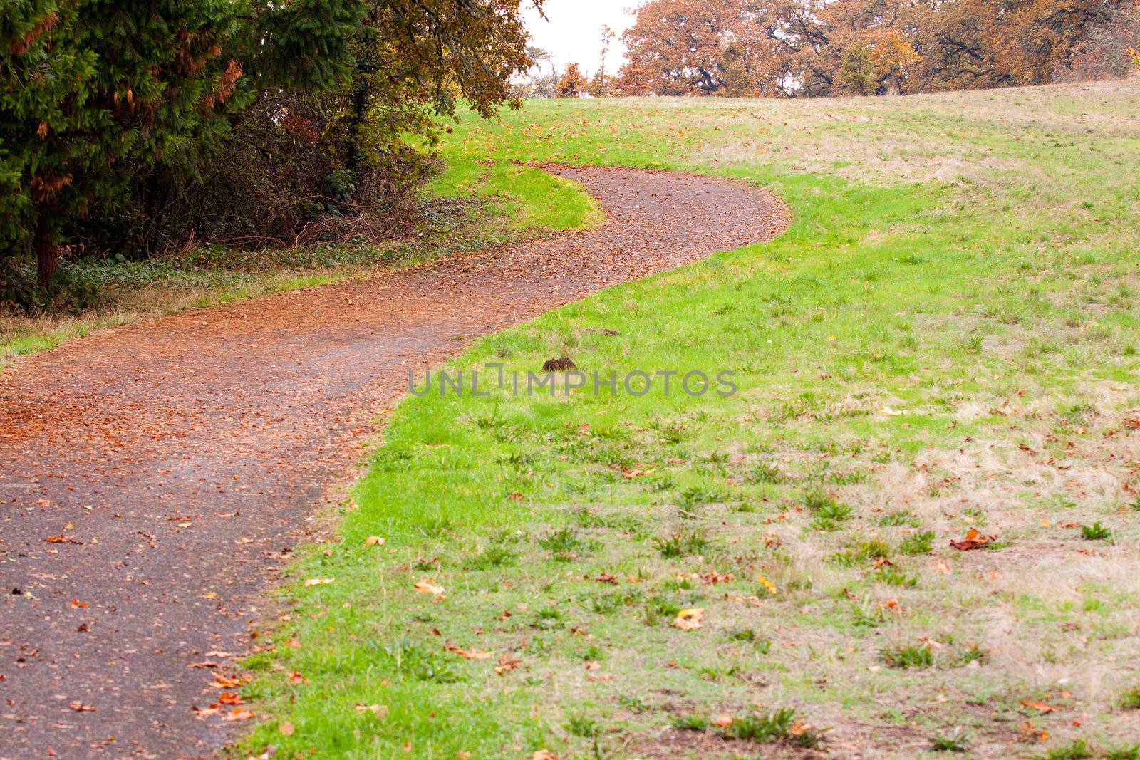 Leaves cover the ground along a curving road during the season of Autumn or Fall.