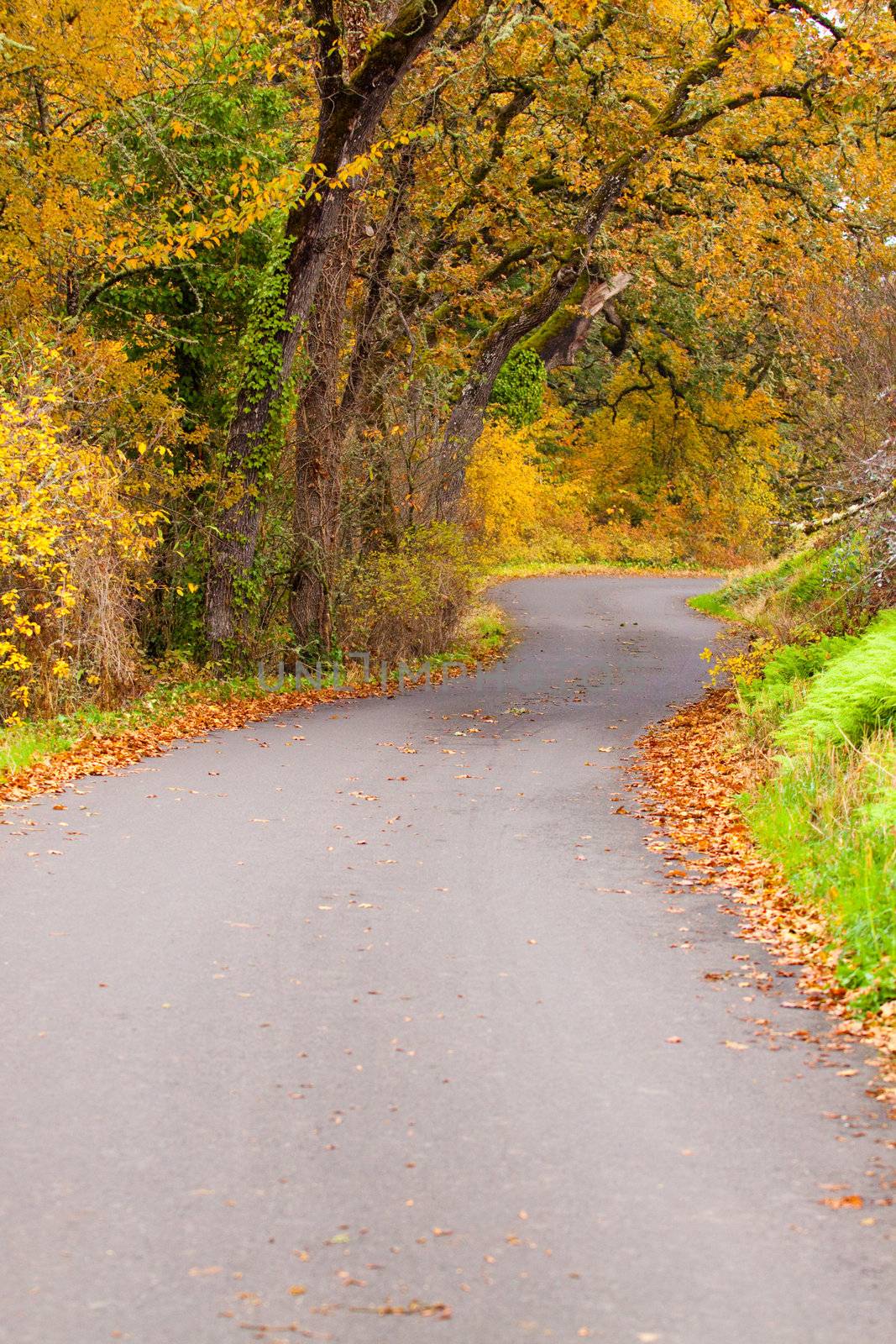 Leaves cover the ground along a curving road during the season of Autumn or Fall.