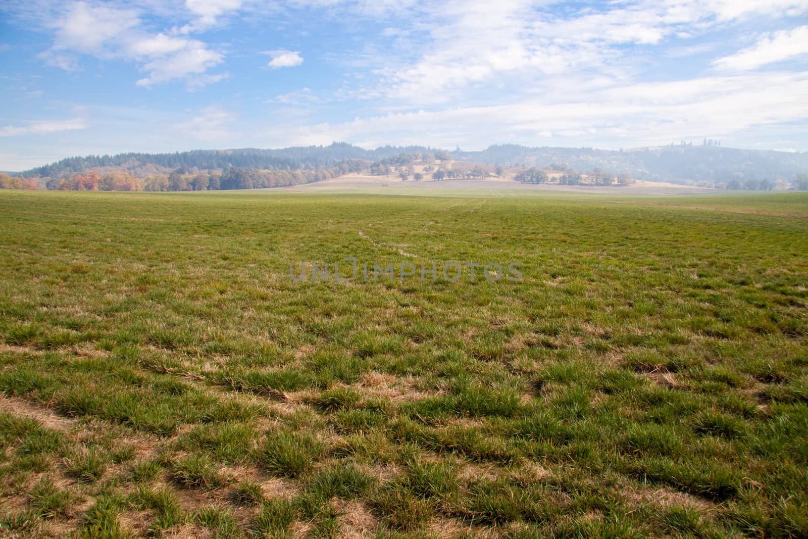 Grass and sky come together along the horizon in this landscape shot of a very large field.