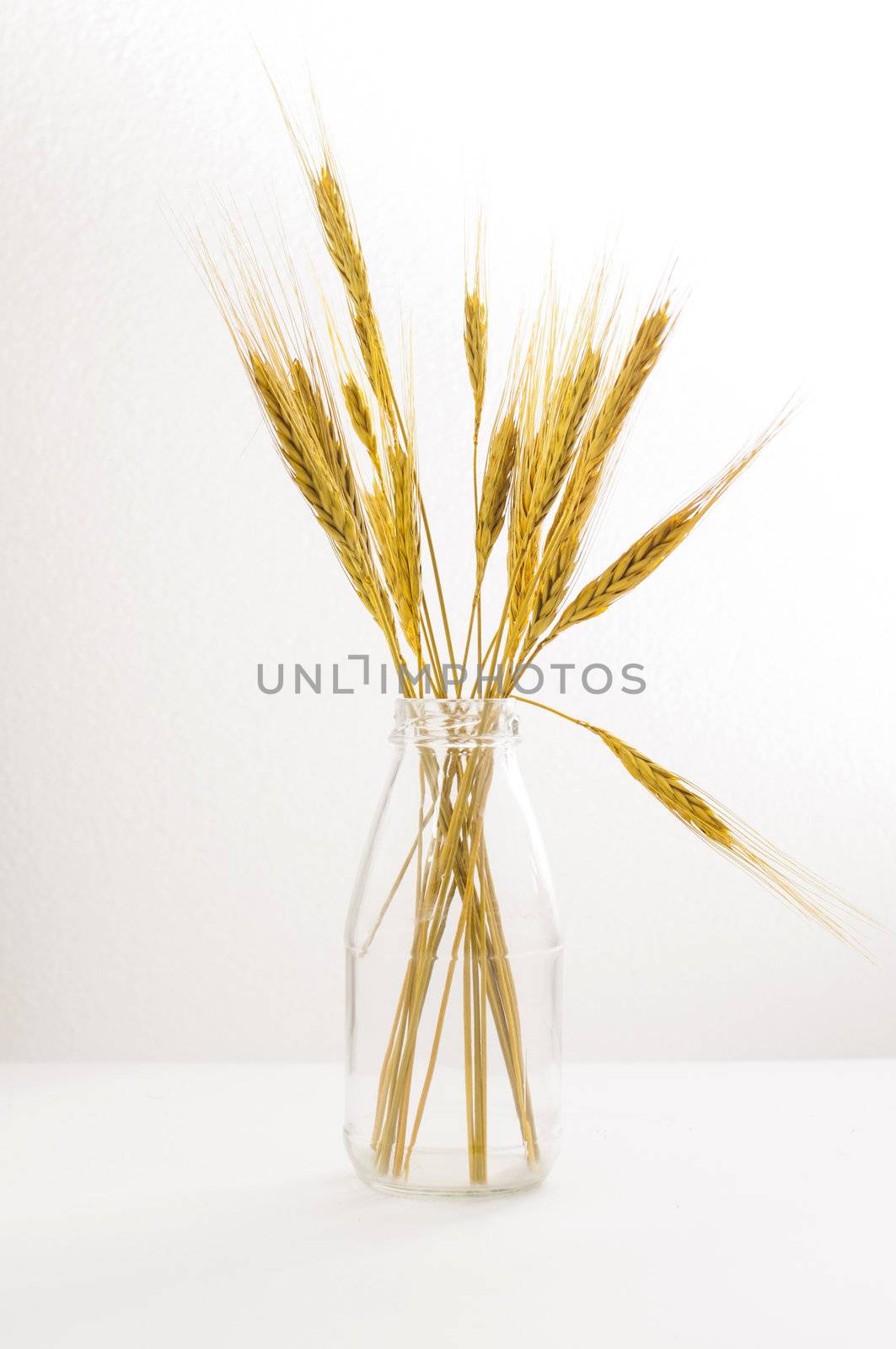 wheat in glass bottle  on  white background