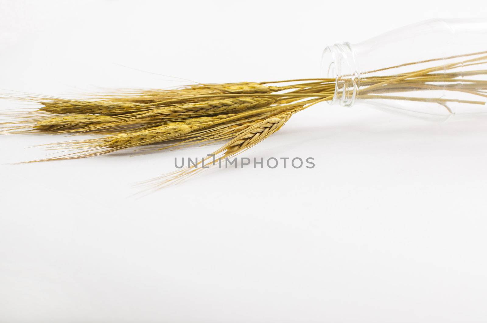 wheat and glass bottle on white background