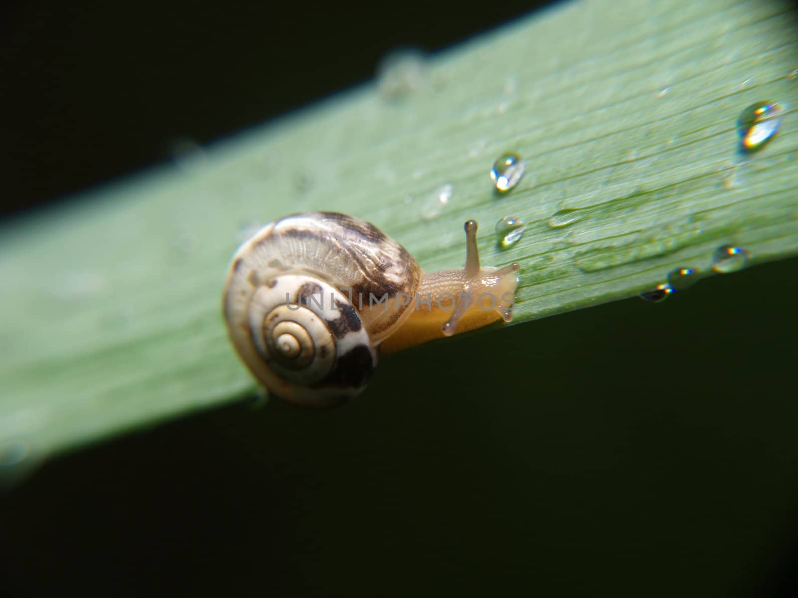 Snail moving upwards on a leaf by anderm