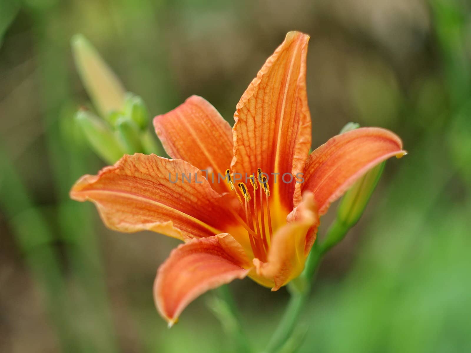 Orange lily by anderm
