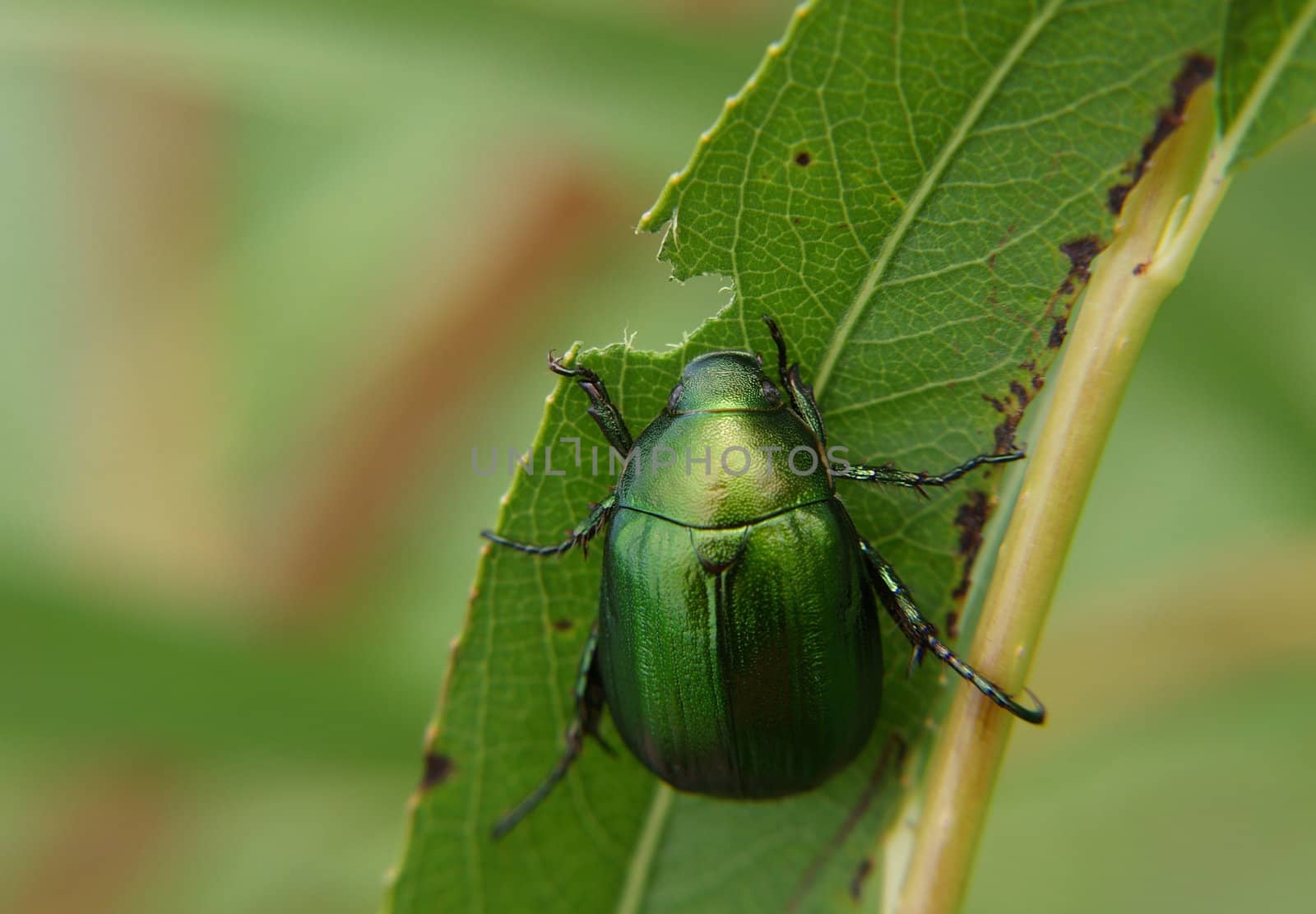 Green bug eating leaf