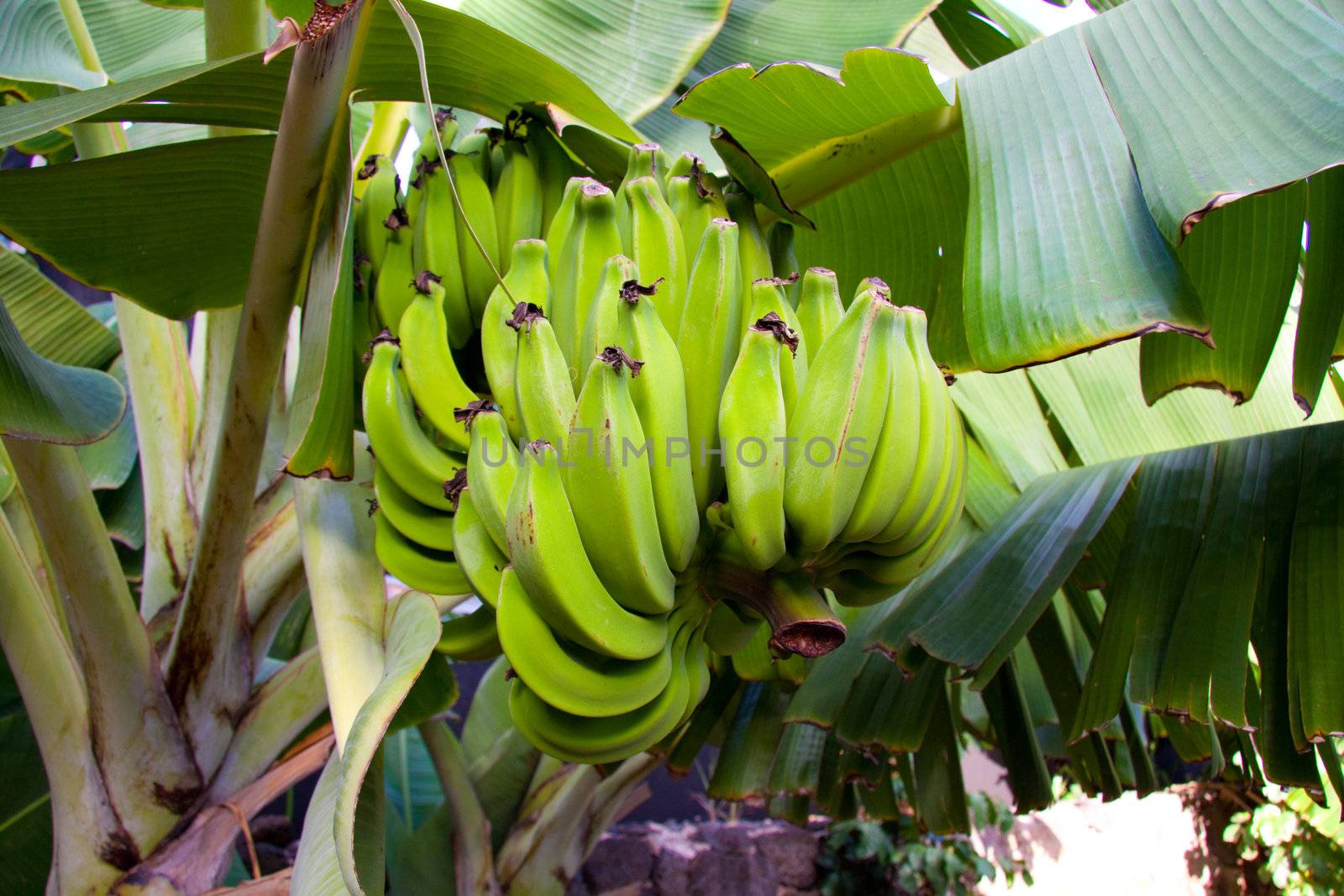 Bananas hang on a palm in hawaii almost ripe.