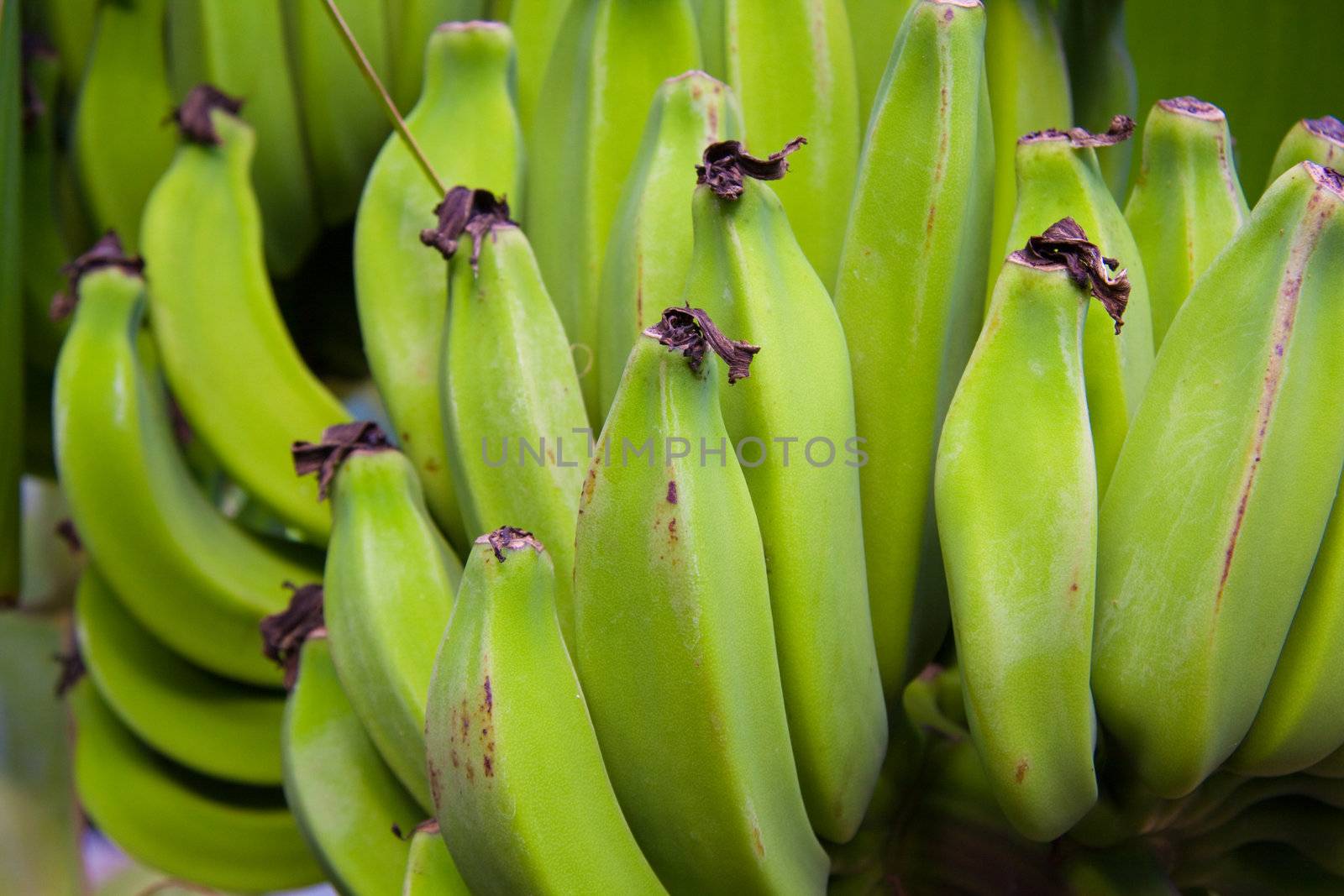 Bananas hang on a palm in hawaii almost ripe.