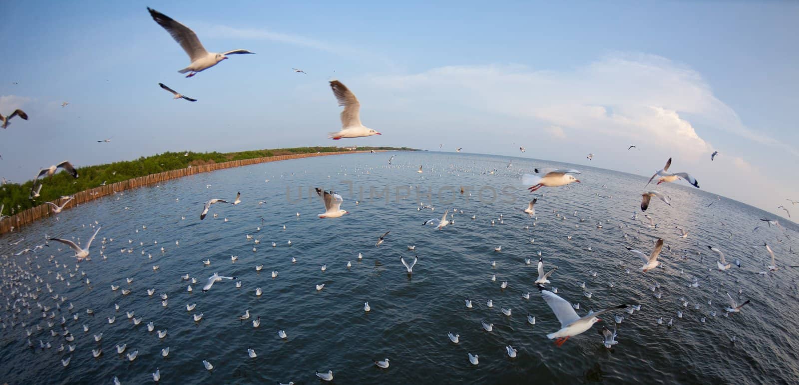 Flock of seagulls fly over sea in Thailand