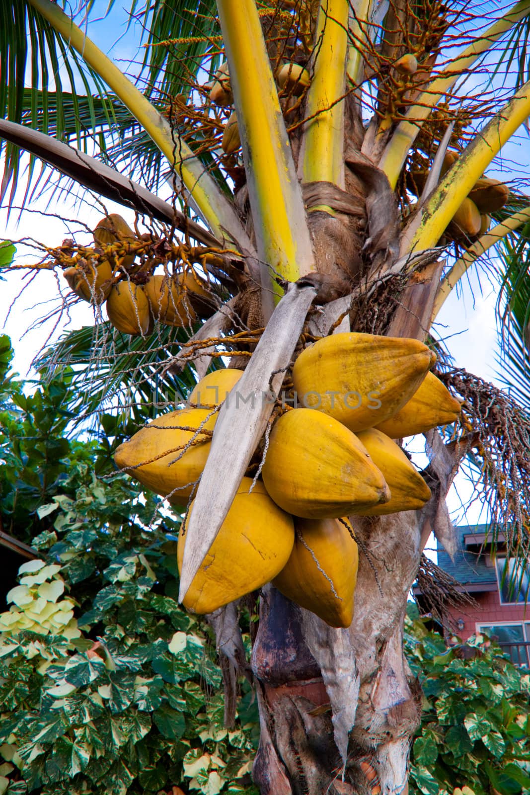 A palm tree with coconuts hanging on it at a resort getaway in Oahu Hawaii.