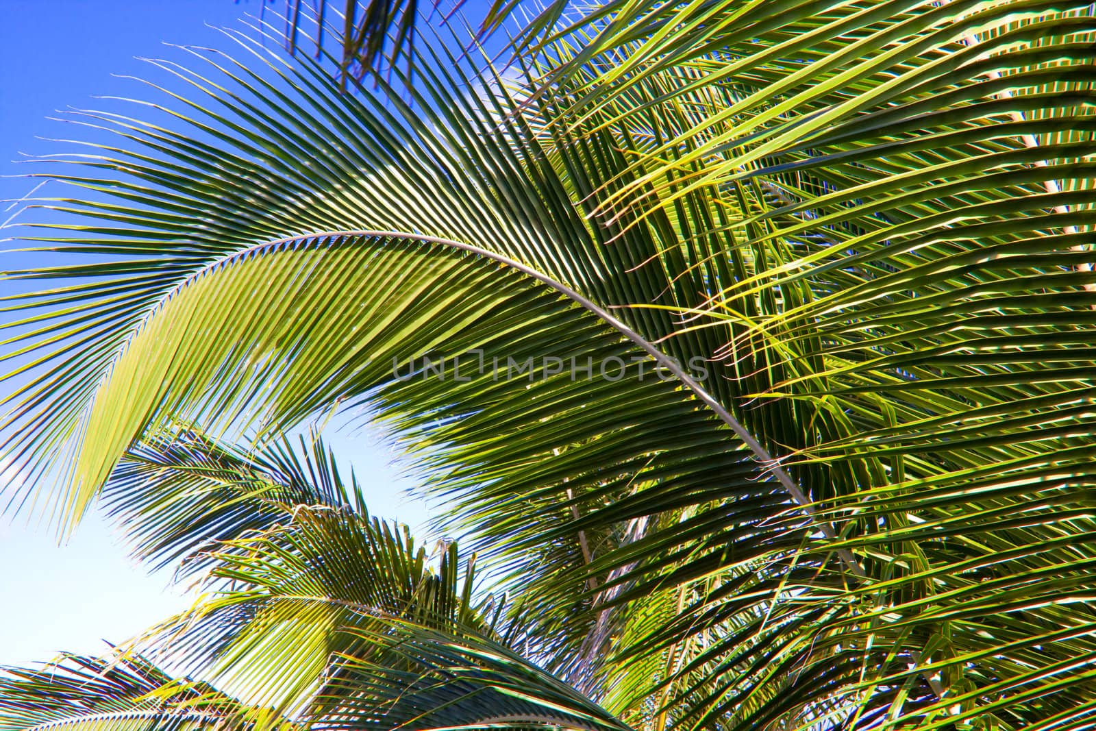 An abstract color image of green palm branches during the daytime in Hawaii.