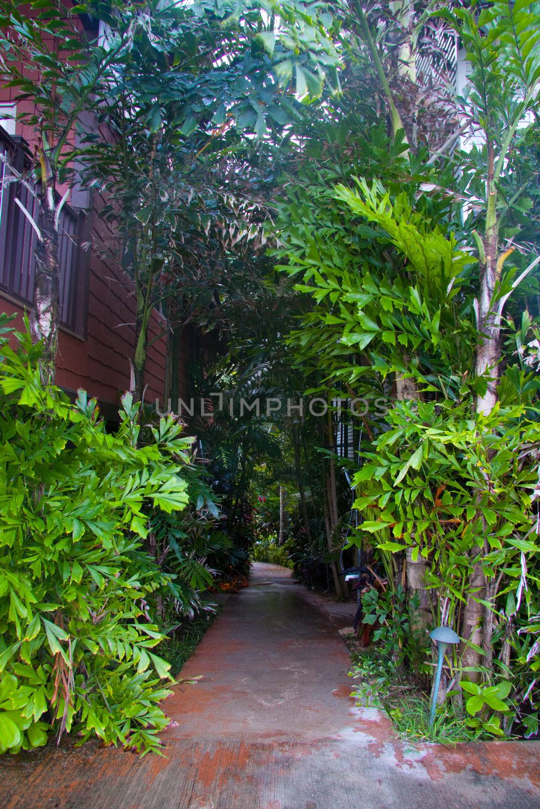 Plants and trees overwhelm a walking path in Oahu Hawaii.