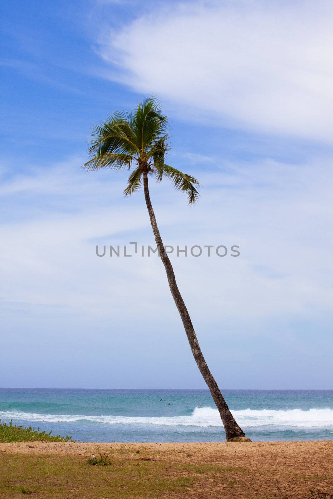A palm tree juts out from the shore diagonally at sunset beach in oahu hawaii.
