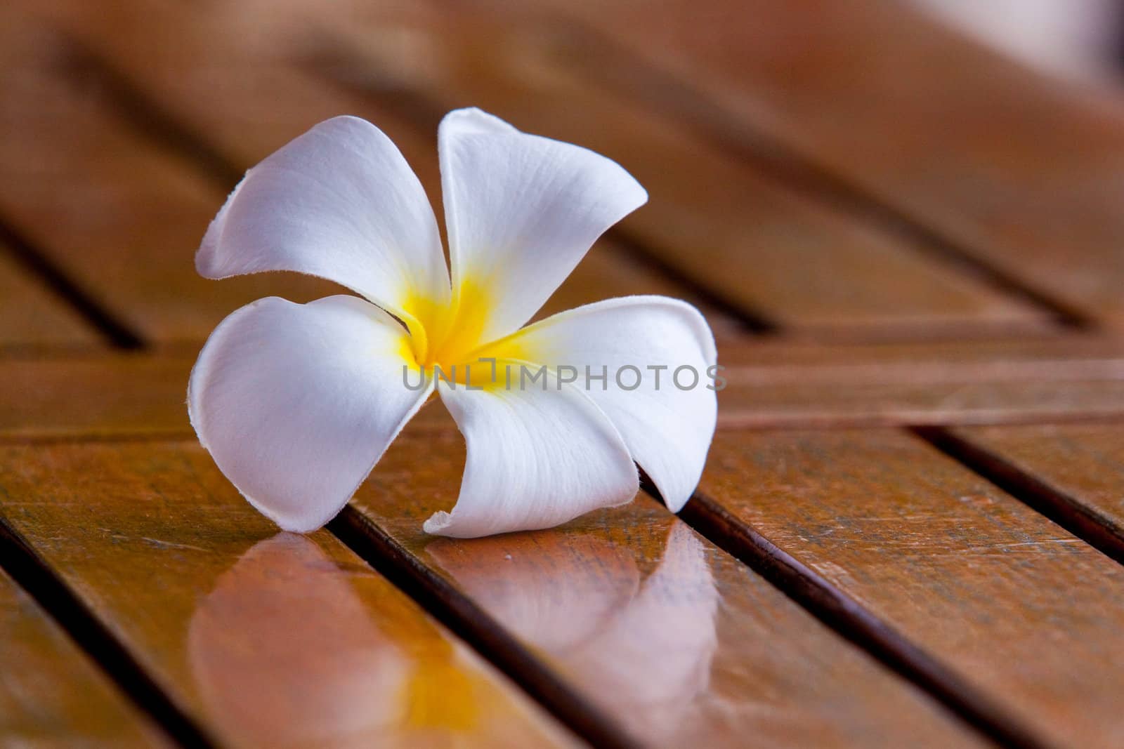Plumeria Flower by joshuaraineyphotography