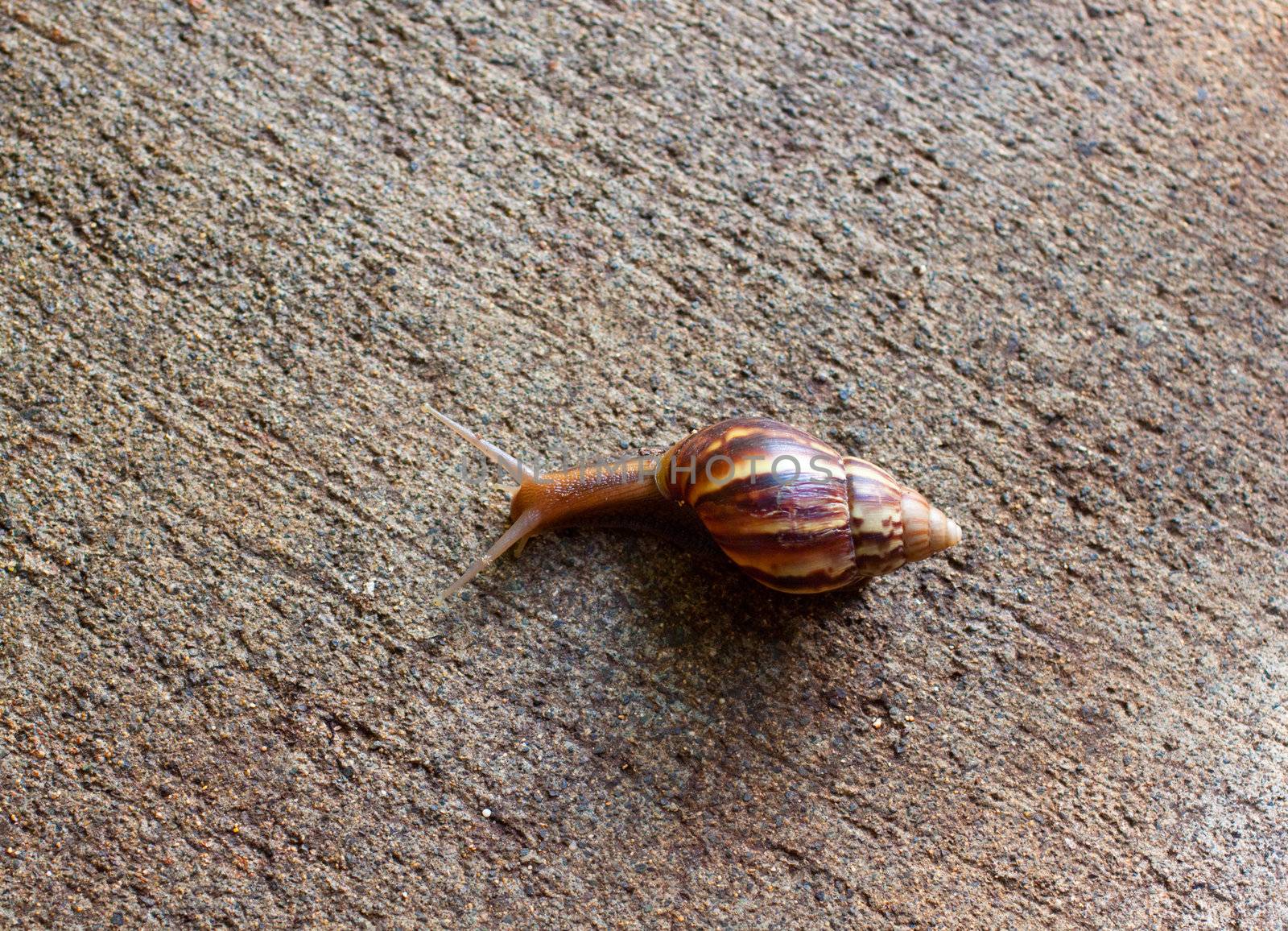 A hawaiian snail crawls along the ground in oahu hawaii.