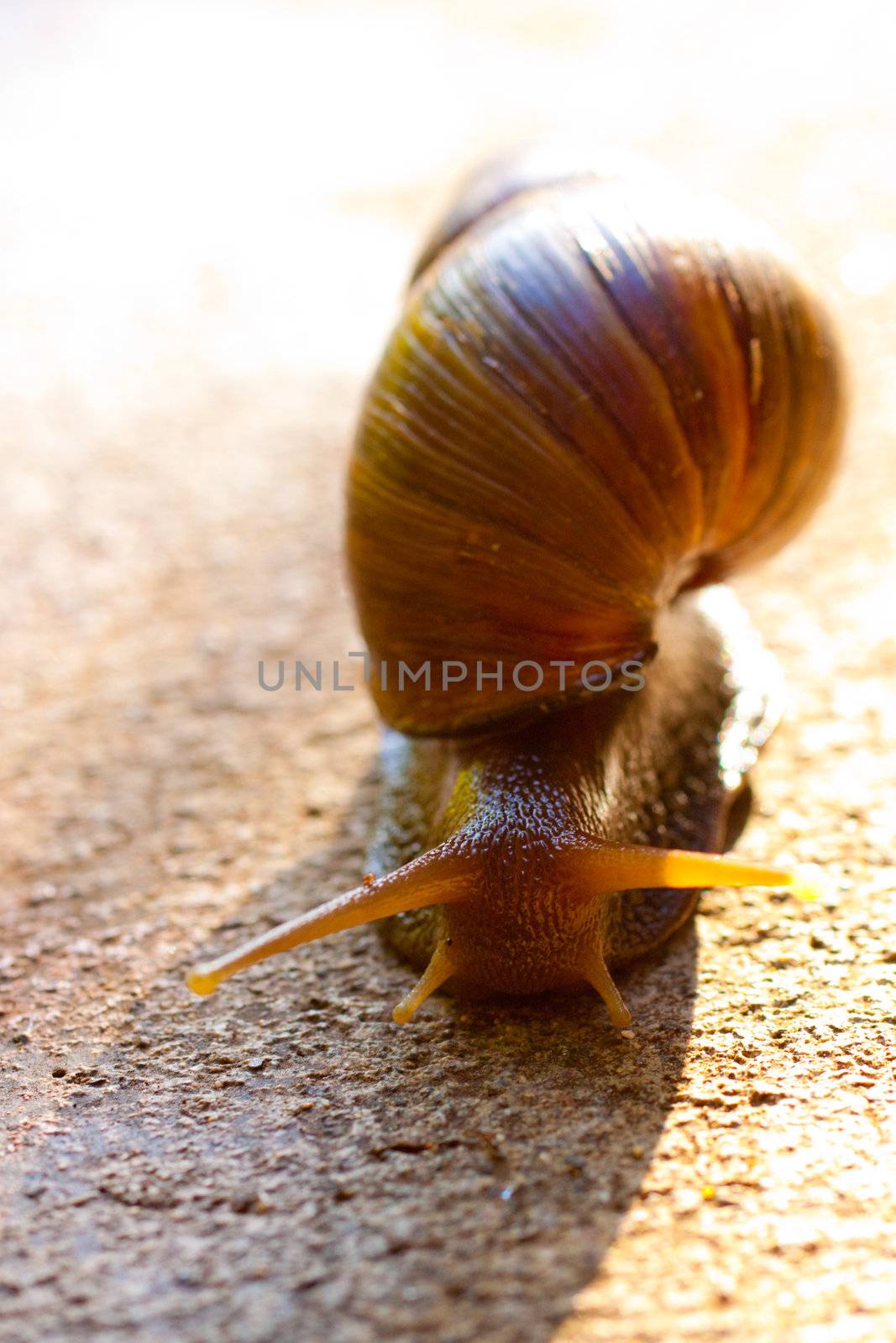 A hawaiian snail crawls along the ground in oahu hawaii.