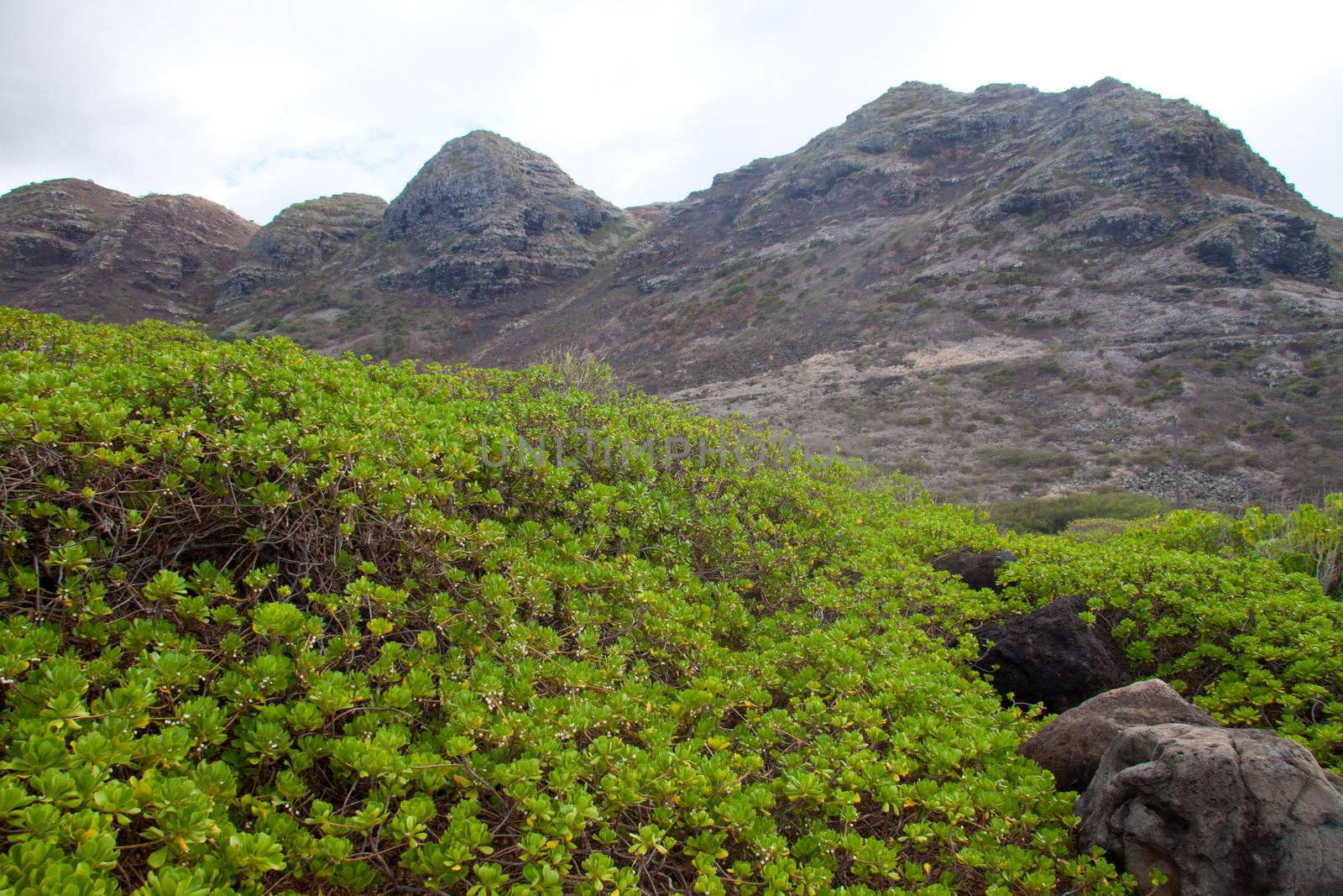 Vibrant green plants contrast against the dark drab colors of the mountains behind them in oahu hawaii.