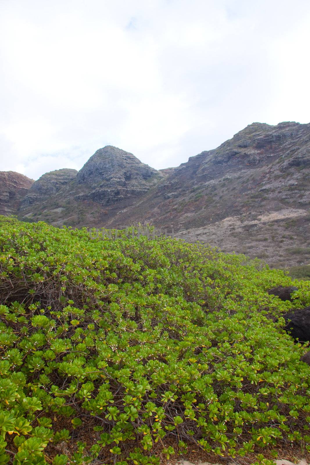 Vibrant green plants contrast against the dark drab colors of the mountains behind them in oahu hawaii.