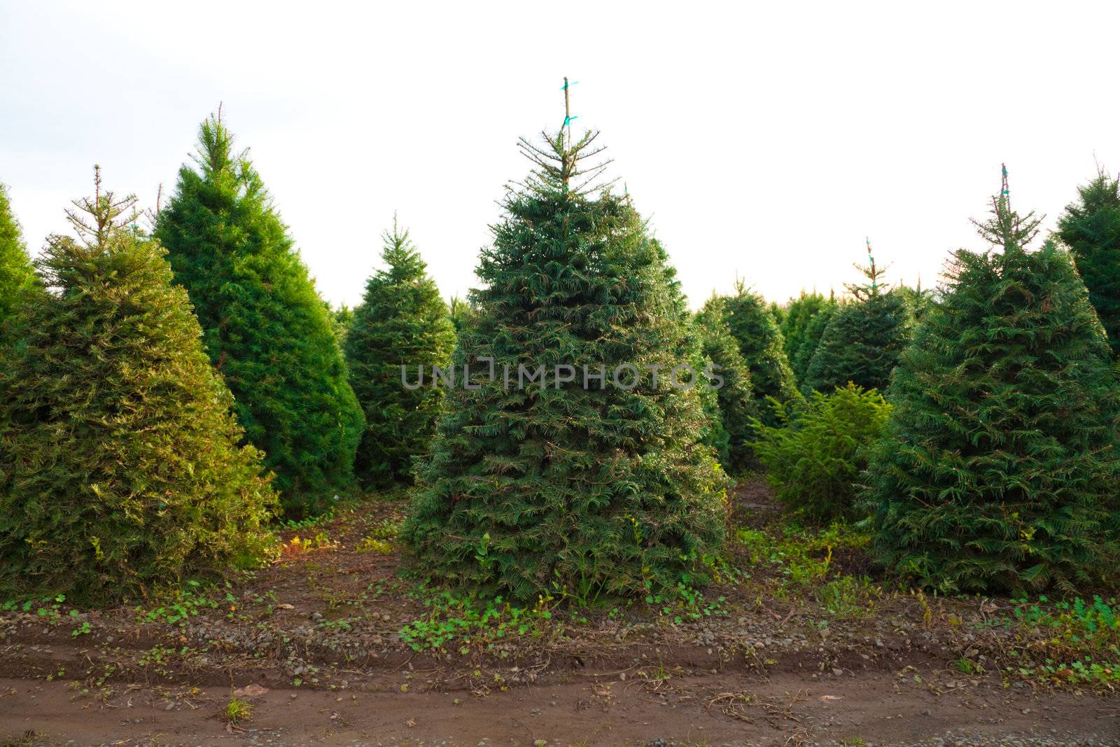 A bunch of christmas trees are growing in a field at a tree farm in Oregon.