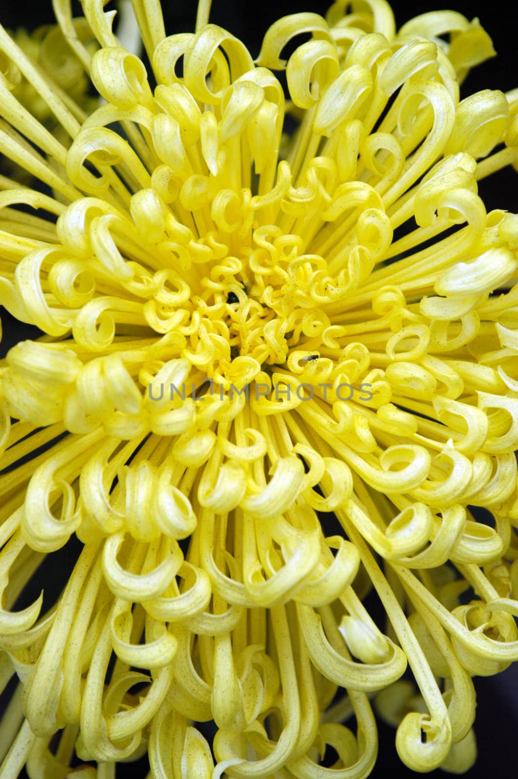 Chrysanthemum by zhaoliang