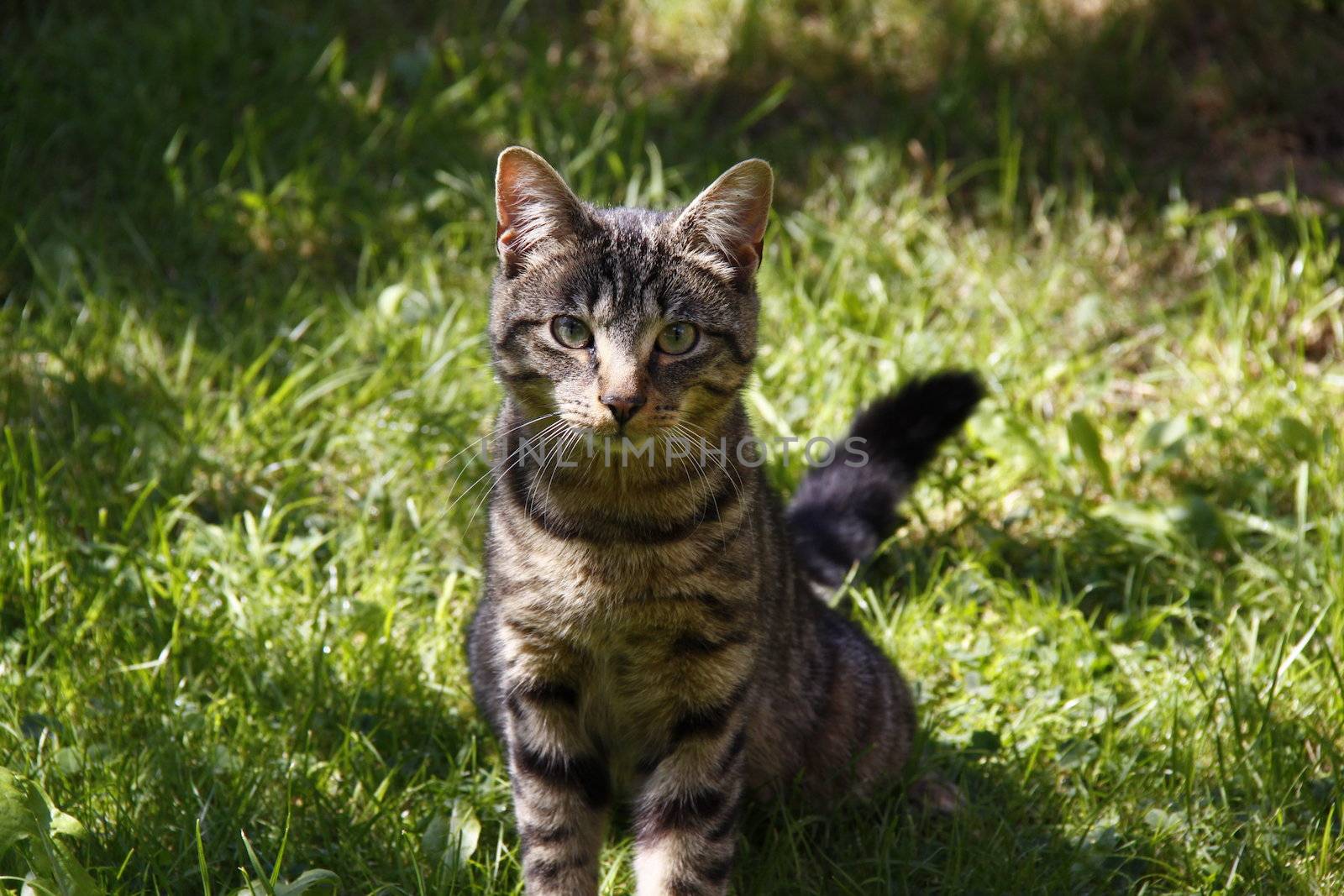 tabby cat by leafy