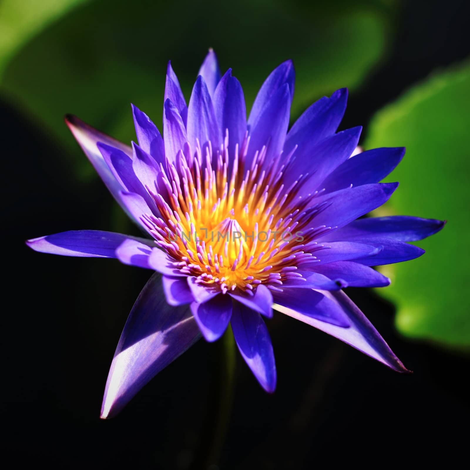 Water Lily