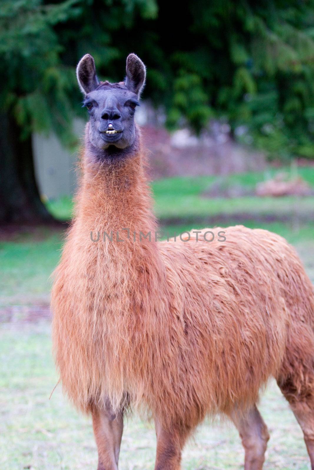 Llama in Field by joshuaraineyphotography