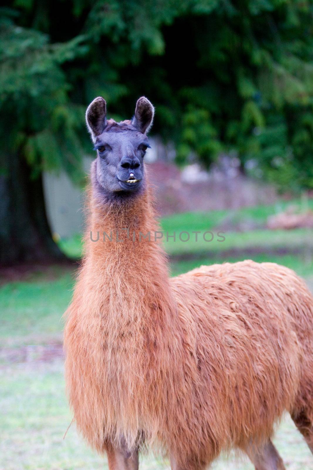 A Llama grazes in a field of green grass in Oregon.