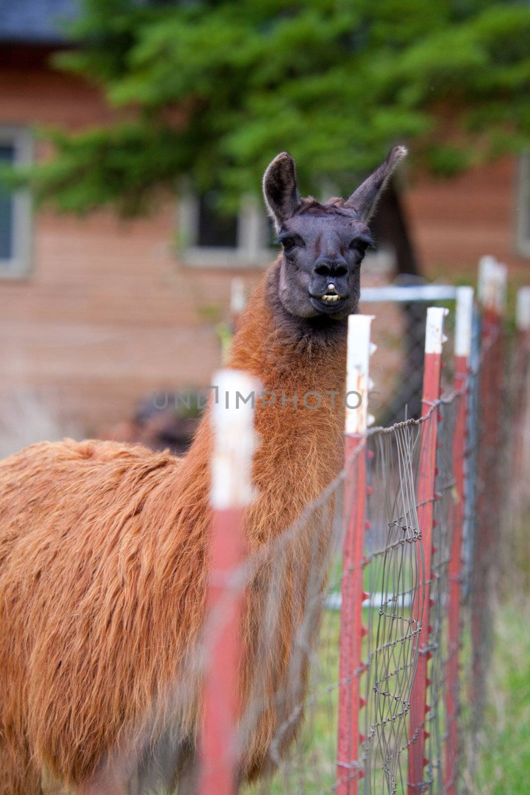 Llama in Field by joshuaraineyphotography