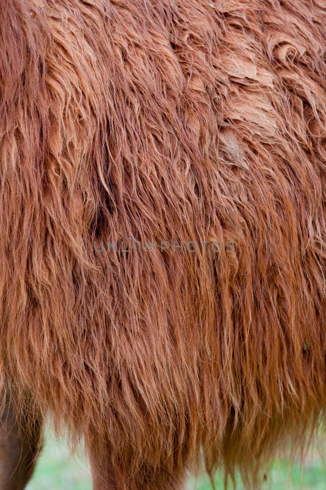 Detail shot of a llama's hair on its fur coat.