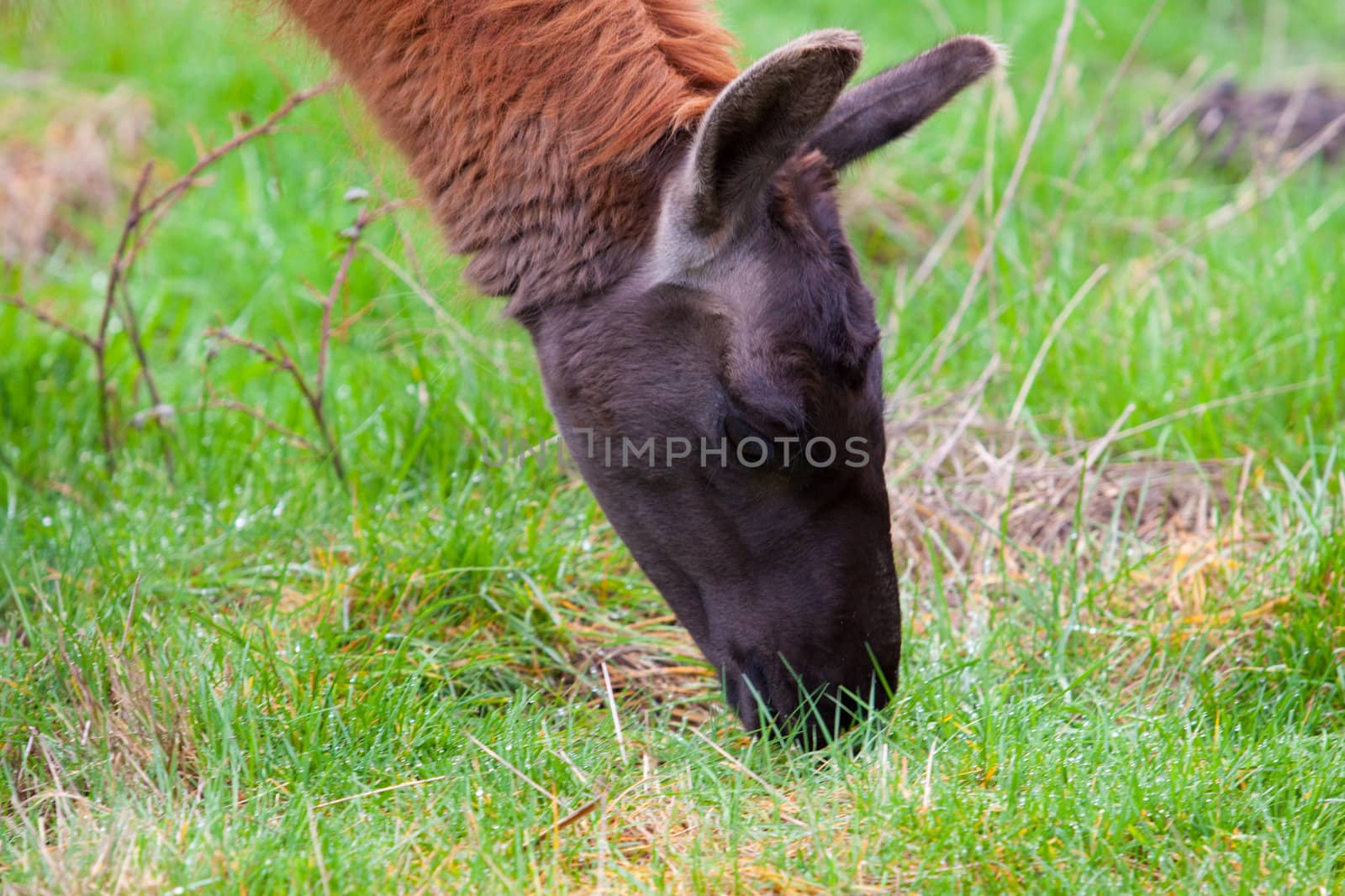 A Llama grazes in a field of green grass in Oregon.