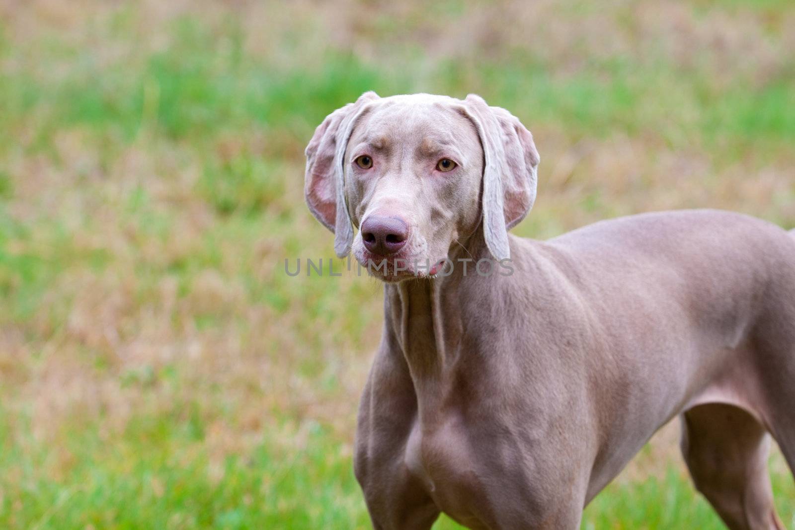 A weimaraner stands in a field looking at some chickens and birds.