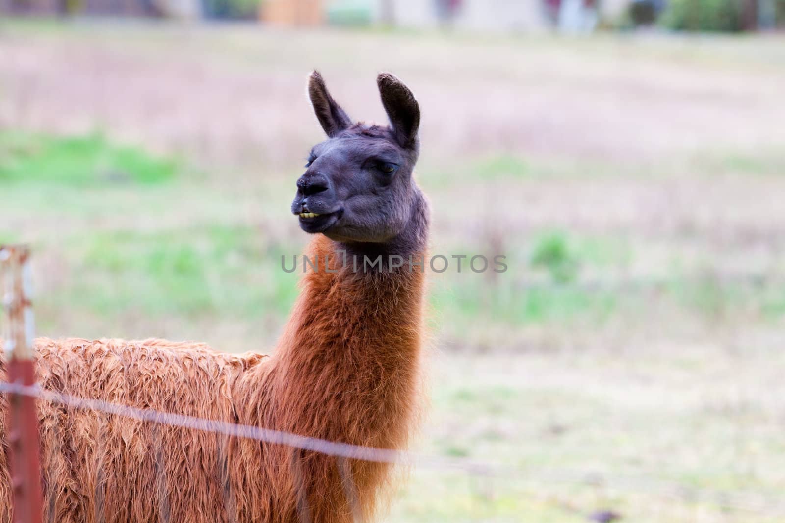 Llama in Field by joshuaraineyphotography