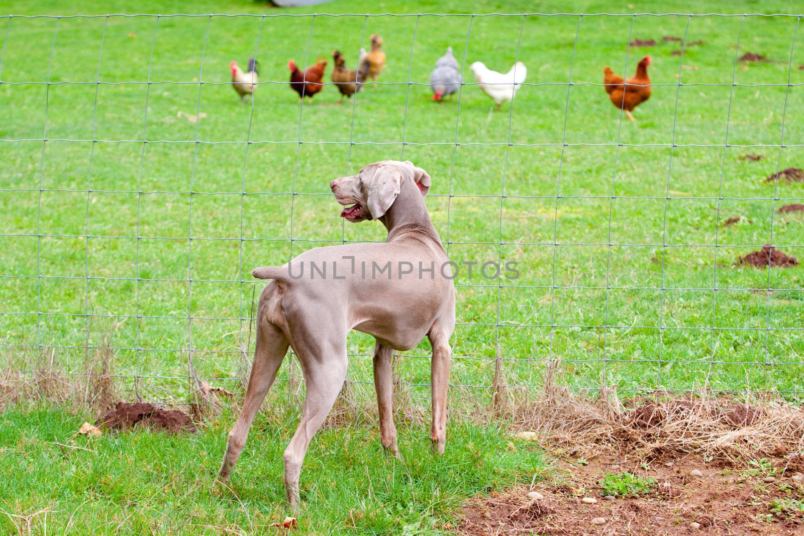 Weimaraner and Chickens by joshuaraineyphotography