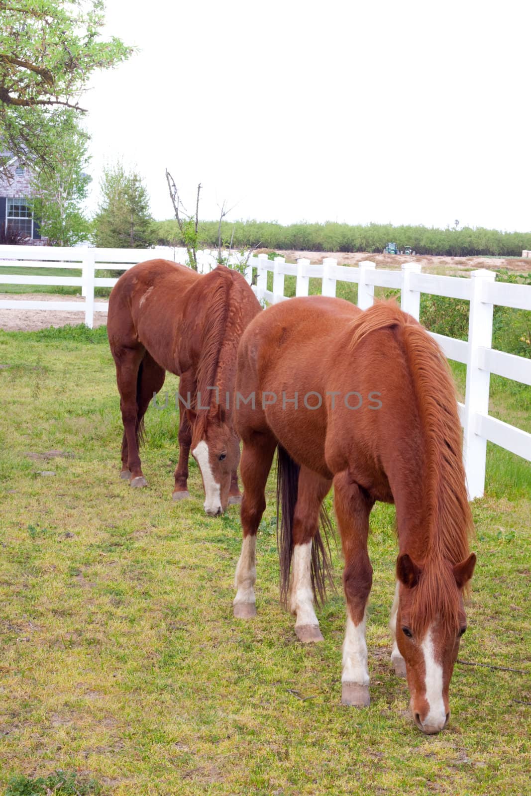 Mustangs at a farm with a brown red horse color and white on their faces.