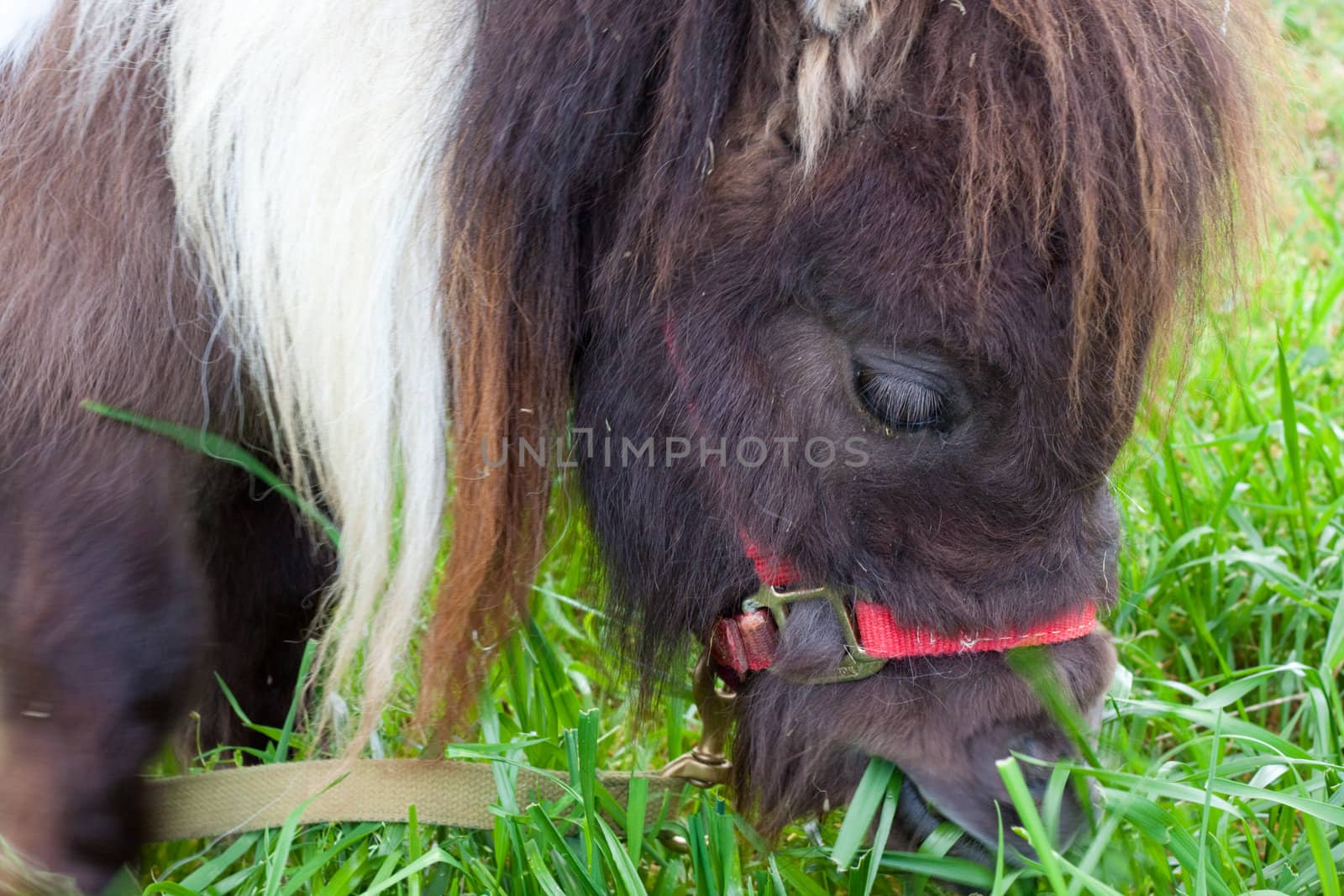 Miniature Dwarf Horse by joshuaraineyphotography