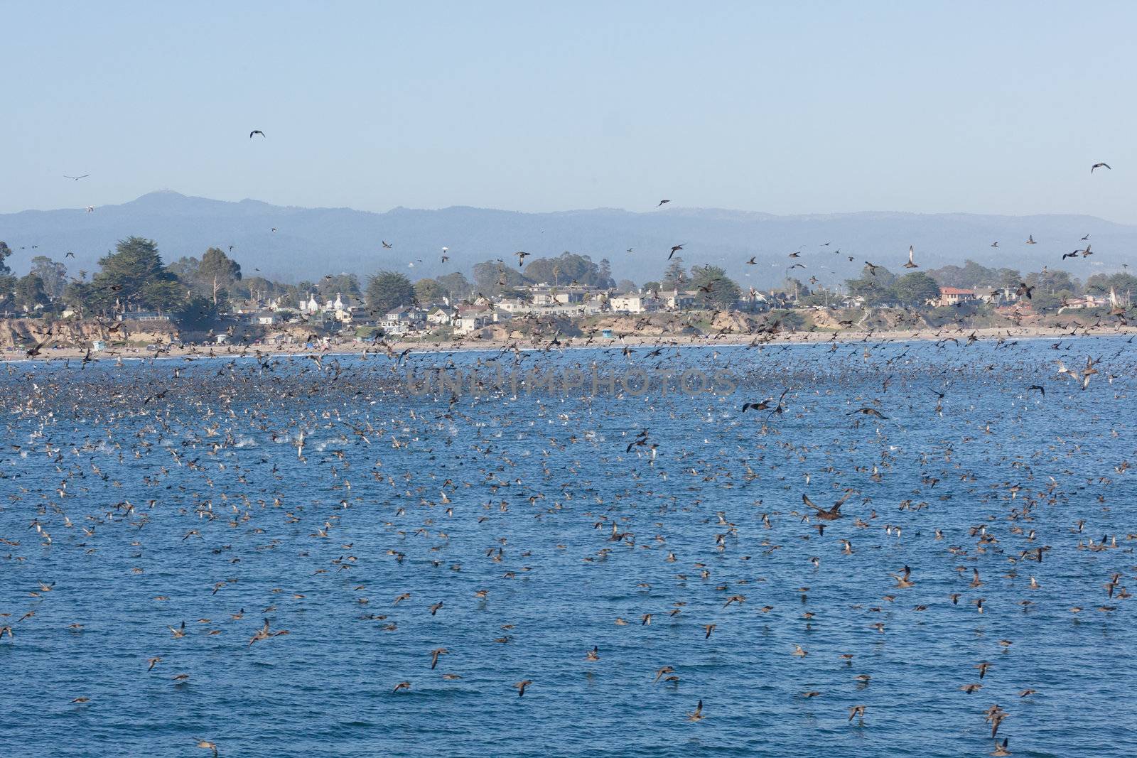 SANTA CRUZ, CA, USA - SEPTEMBER 5: Thousands of birds feeding on on sardines and anchovies September 5, 2011 in Santa Cruz, CA, USA