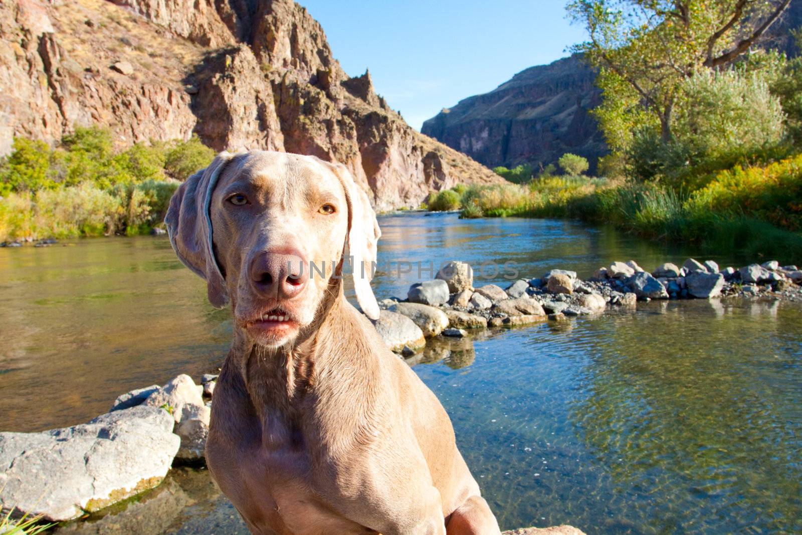 A weimaraner enjoys the water in Eastern Oregon along a river and lake.