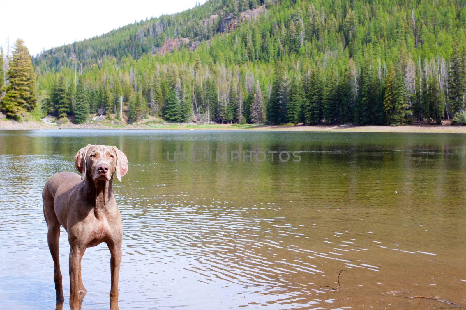 A weimaraner enjoys the water in Eastern Oregon along a river and lake.