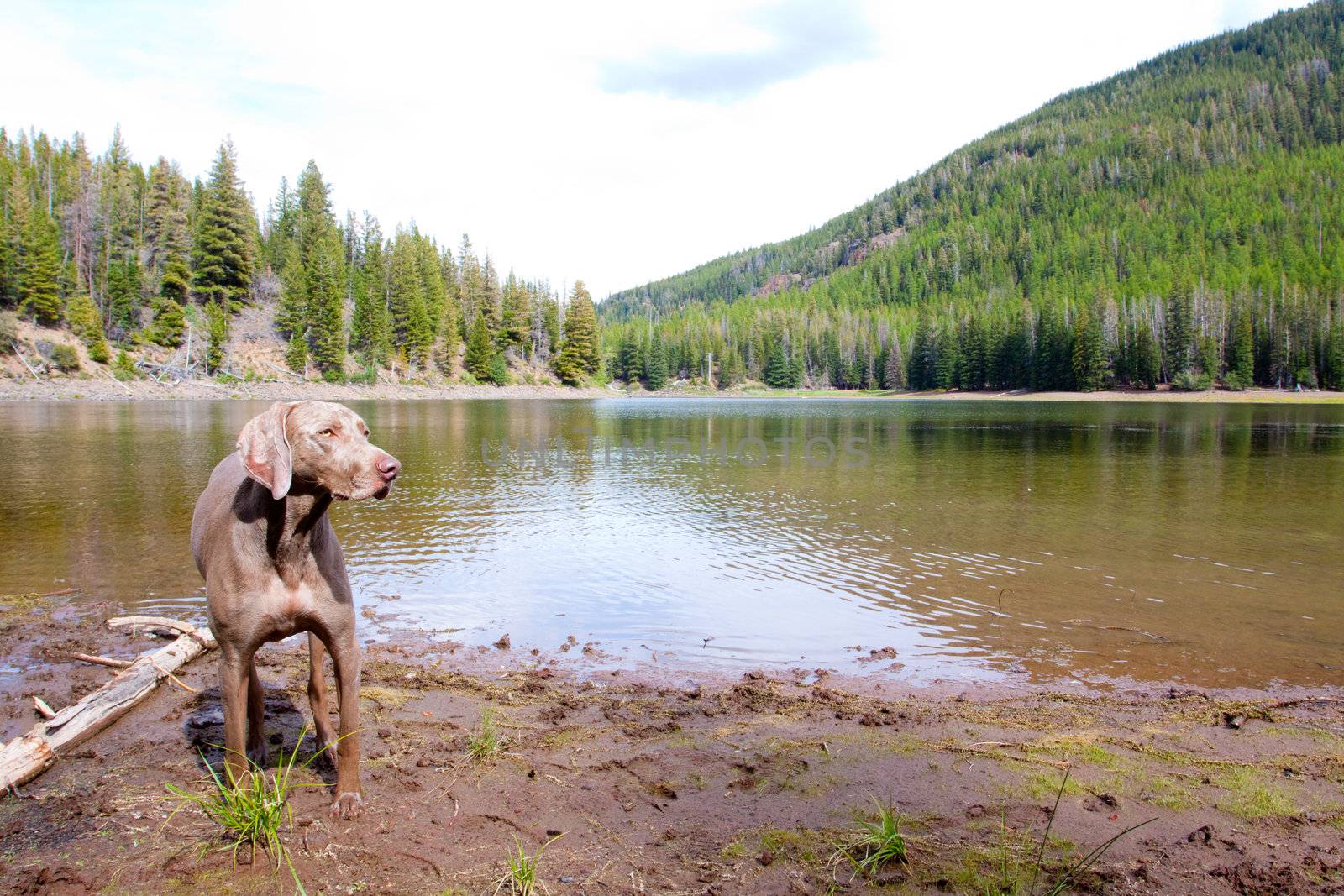 A weimaraner enjoys the water in Eastern Oregon along a river and lake.